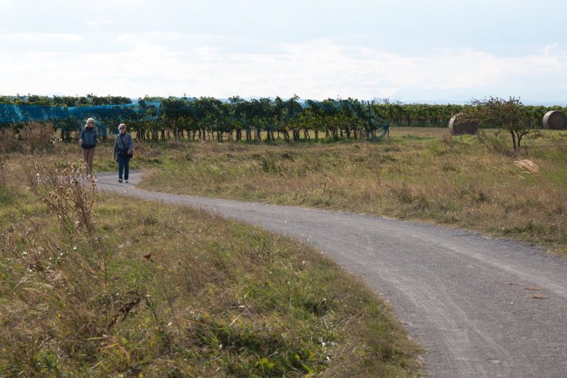 Plimbăreți pe un drum de câmp în Seewinkel
