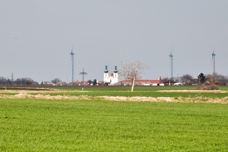 Câmpie largă în Seewinkel, cu bazilica din Frauenkirchen la orizont