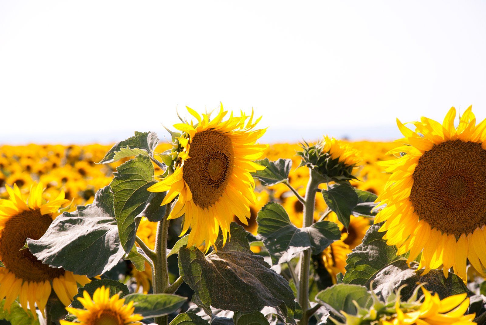 Sunflower field in the Seewinkel